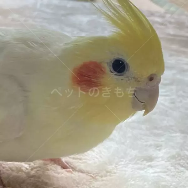 迷子鳥の画像