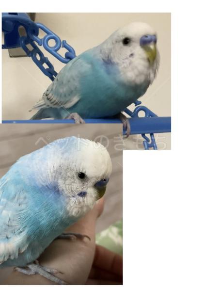 迷子鳥の画像