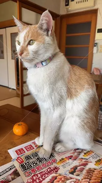 迷子猫の画像