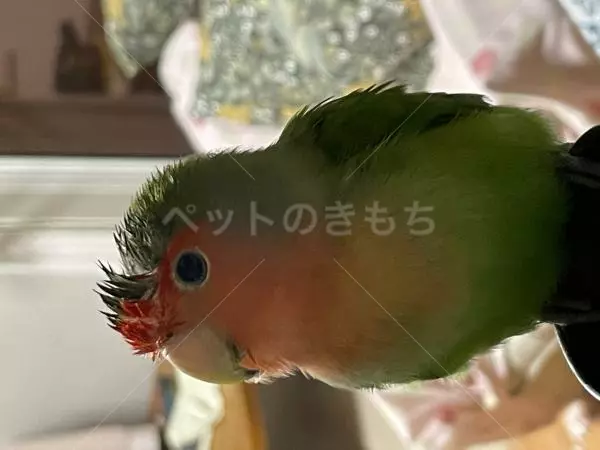 迷子鳥の画像