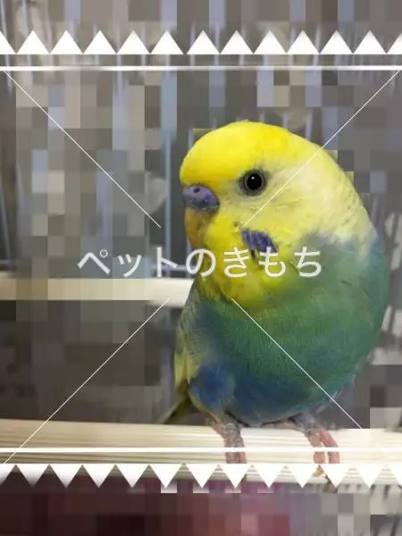 保護鳥の画像