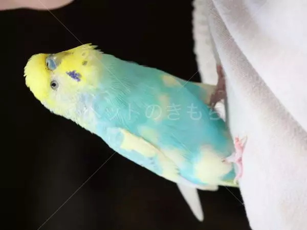 迷子鳥の画像