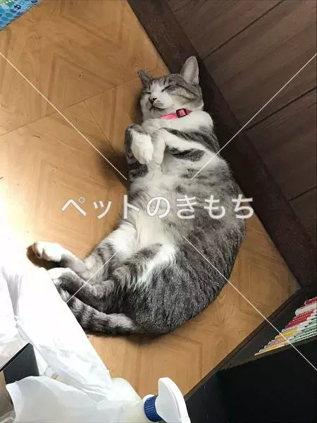 迷子猫の画像