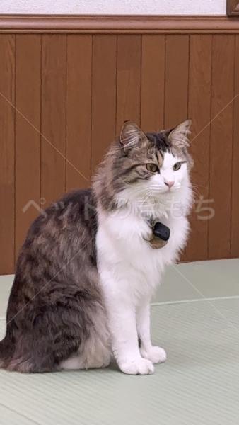 迷子猫の画像
