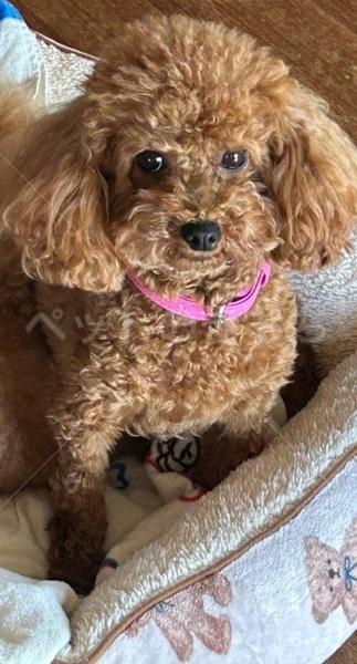 迷子犬の画像