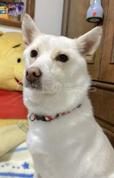 迷子犬の画像