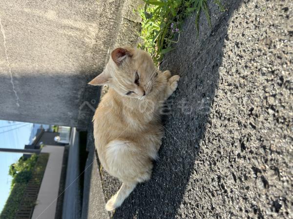 保護猫の画像