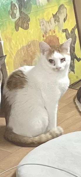 迷子猫の画像