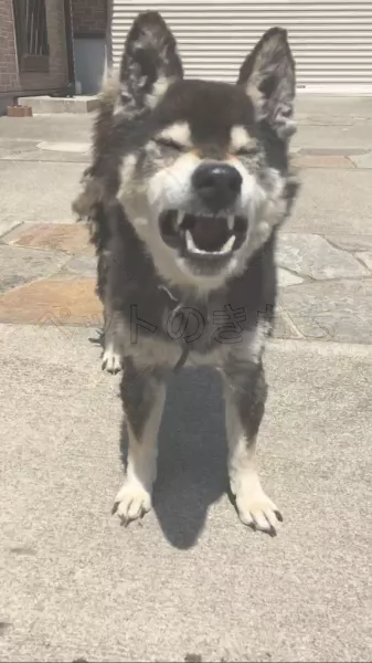 コメント投稿の画像