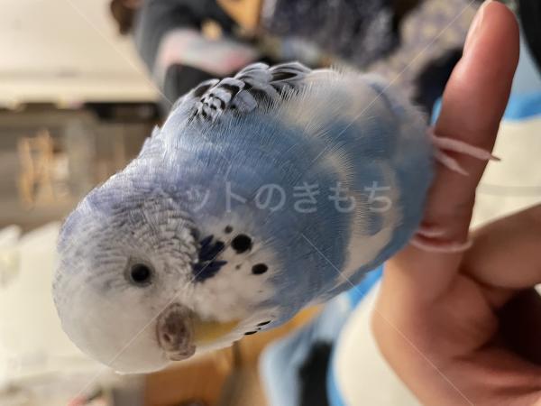 迷子鳥の画像