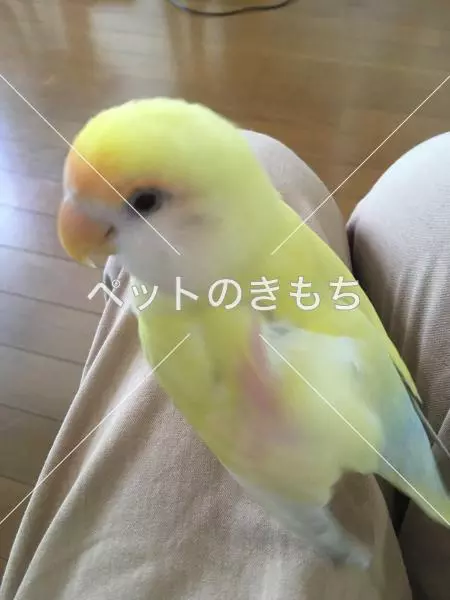 迷子鳥の画像