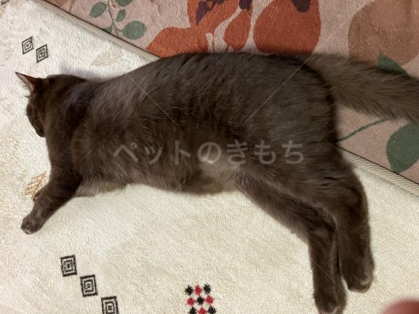 迷子猫の画像