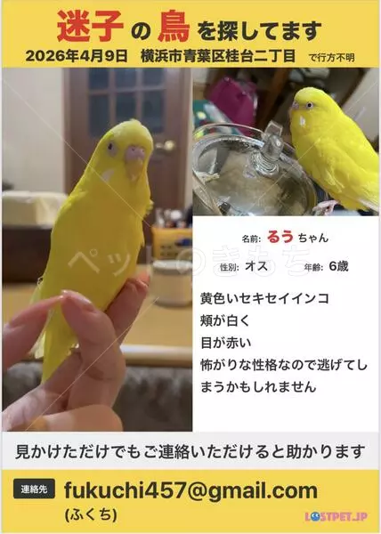 迷子鳥の画像