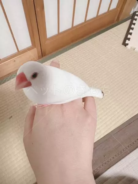 迷子鳥の画像