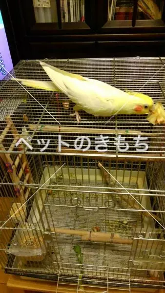 迷子鳥の画像