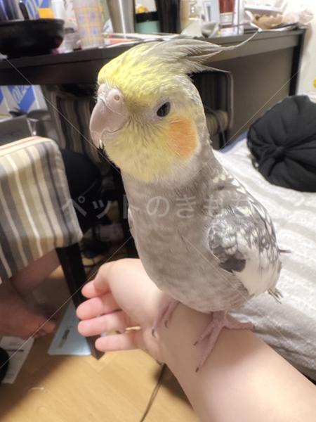 迷子鳥の画像