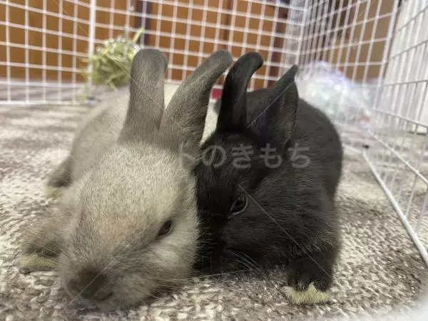 迷子ペットの画像