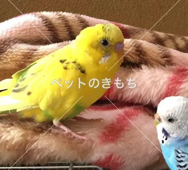 迷子鳥の画像