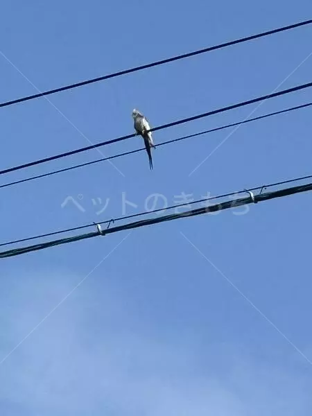 コメントの画像