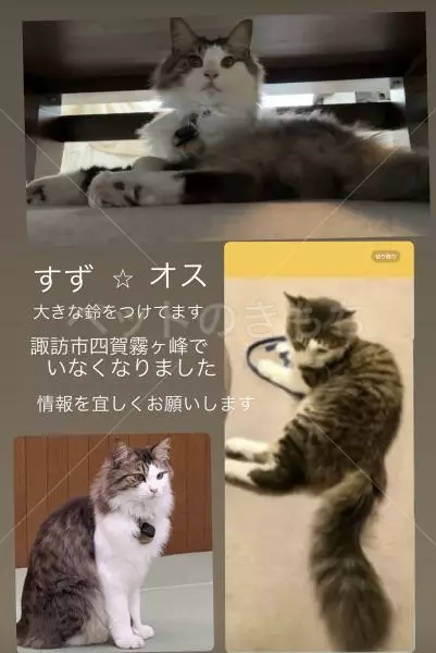 迷子猫の画像
