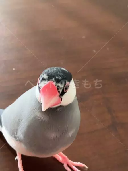 保護鳥の画像