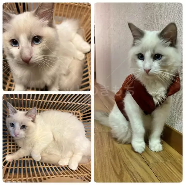 迷子猫の画像