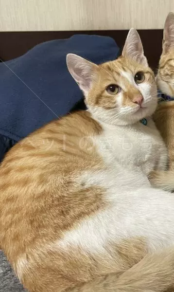 迷子猫の画像