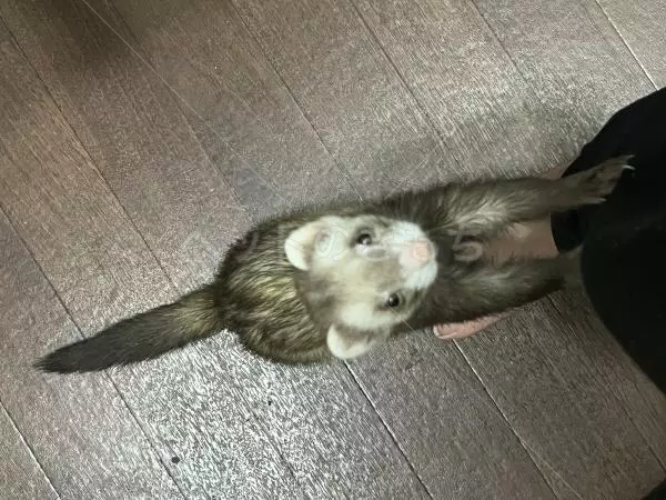 迷子ペットの画像