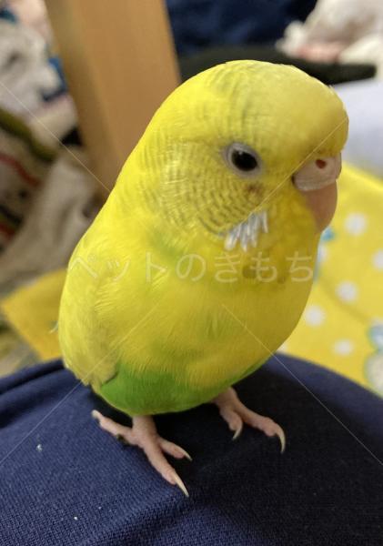 迷子鳥の画像