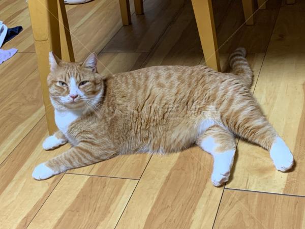 迷子猫の画像