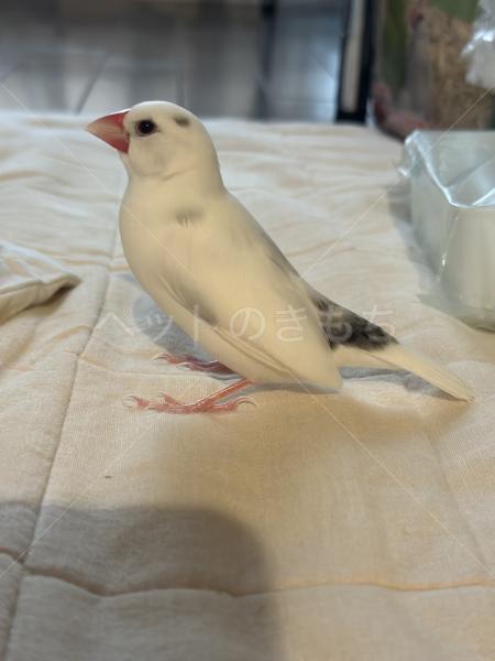 迷子鳥の画像