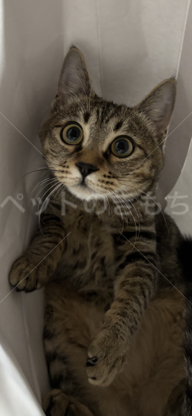 迷子猫の画像