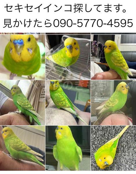 迷子鳥の画像