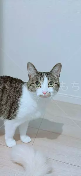 迷子猫の画像