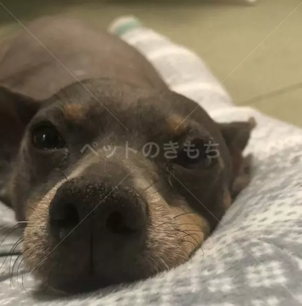 迷子犬の画像