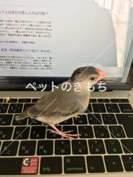 迷子鳥の画像