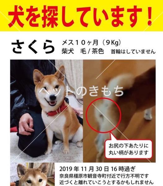 迷い犬の写真