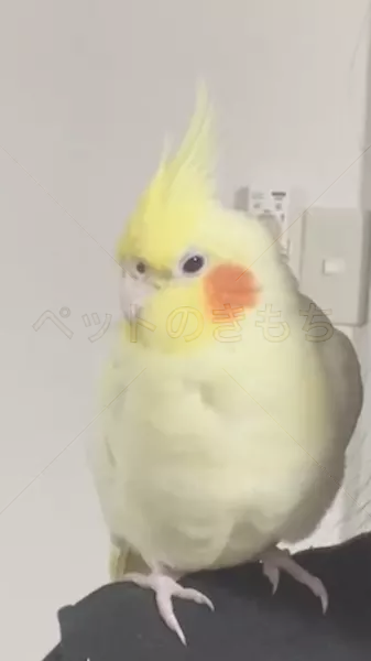 迷子鳥の画像