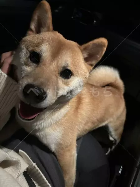 コメントの画像