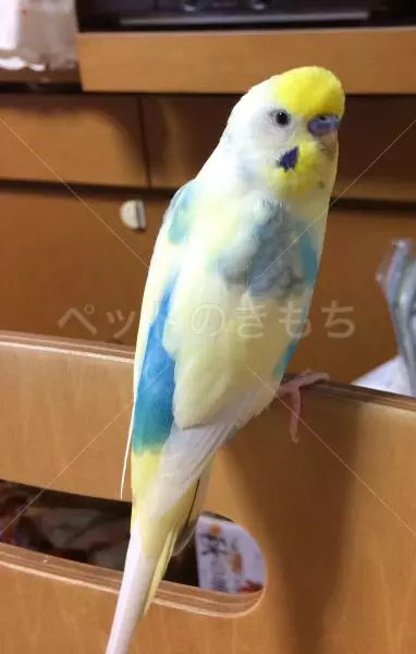 迷子鳥の画像