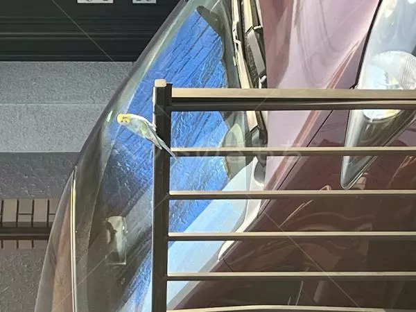 コメントの画像