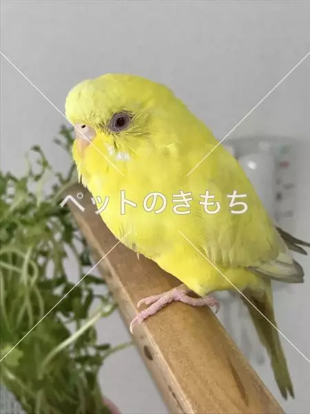 保護鳥の画像