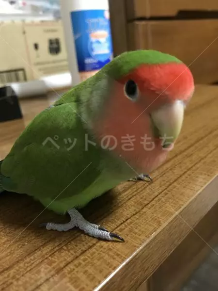 迷子鳥の画像