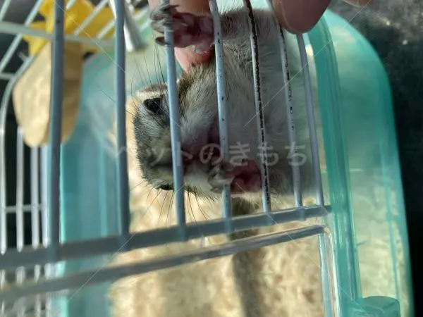 迷子ペットの画像