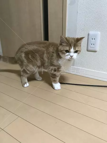 迷子猫の画像