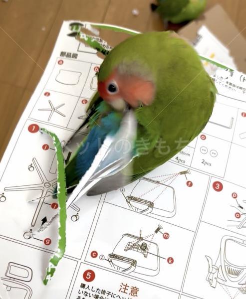 迷子鳥の画像