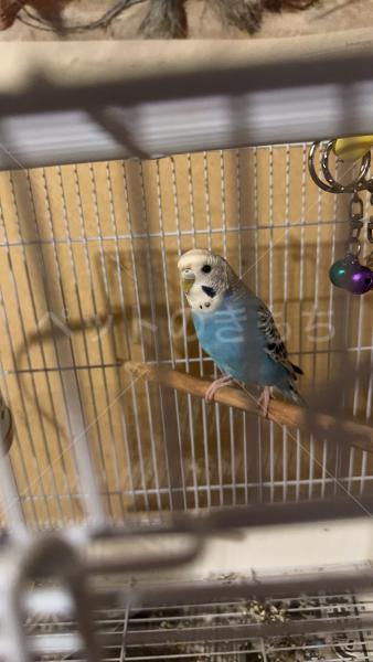 迷子鳥の画像