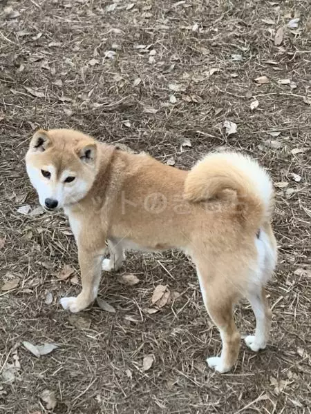 迷子犬の画像
