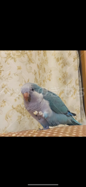 迷子鳥の画像