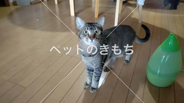 迷子猫の画像